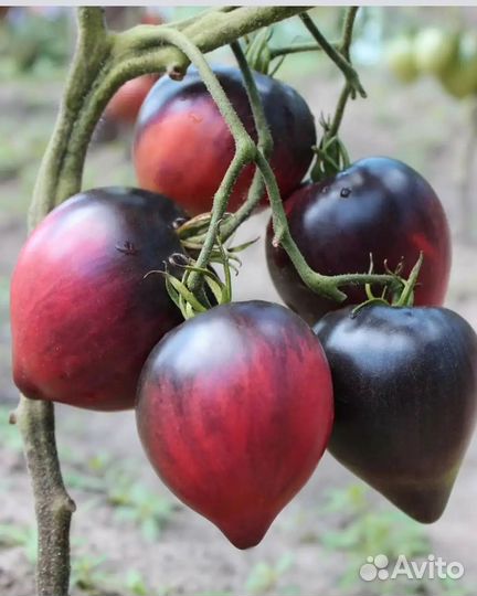 Помидоры домашние редких сортов