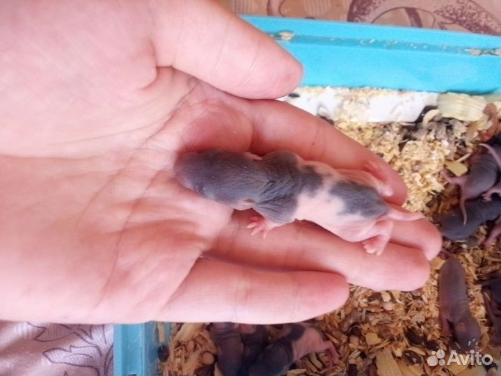 Крыса дамбо