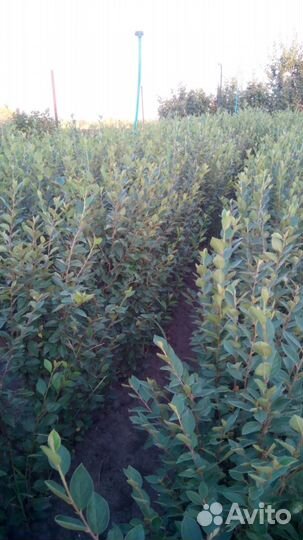 Продам кизильник