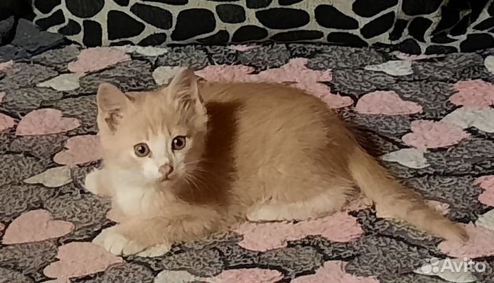 Котята