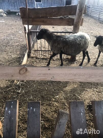 Овцы бараны