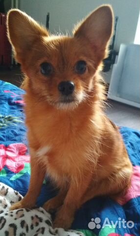 Передержка животных