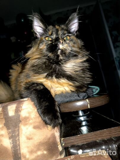 Мейн-куняшка