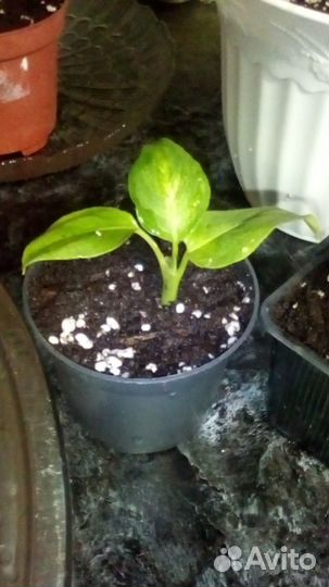 Дифенбахия