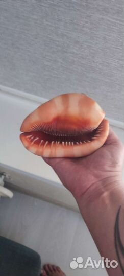 Ракушка морская большая