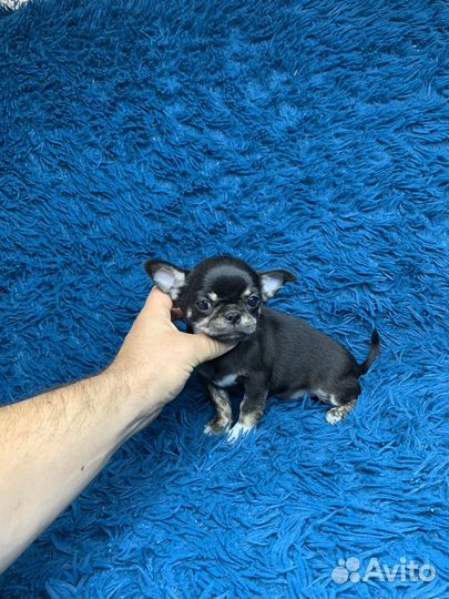 Черно - подпалый мальчик чихуахуа