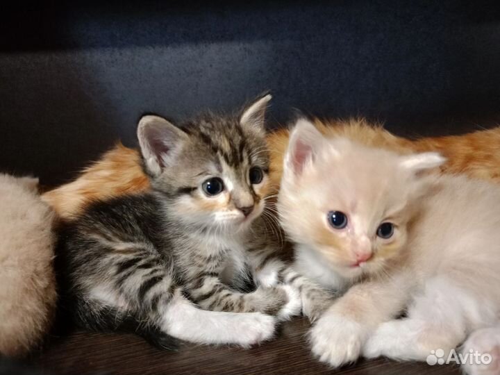 Малыши в добрые руки