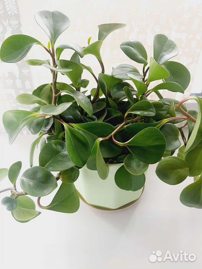 Пеперомия туполистная