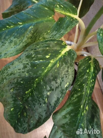 Аглаонема гигант Jade Queen