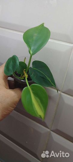 Сциндапсусы, Марбл Квин и другие