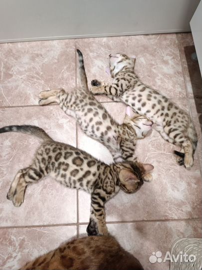 Бенгальские котята