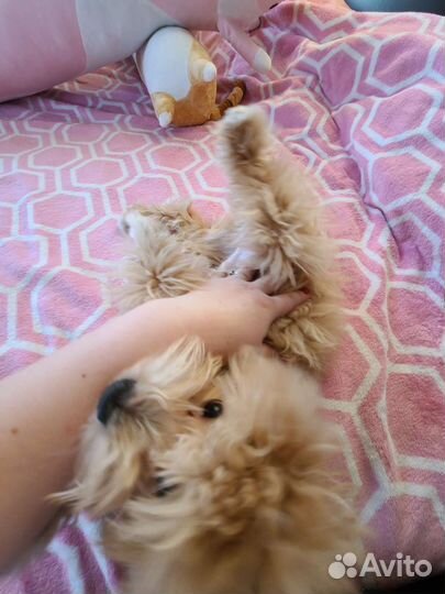 Передержка собак и кошек