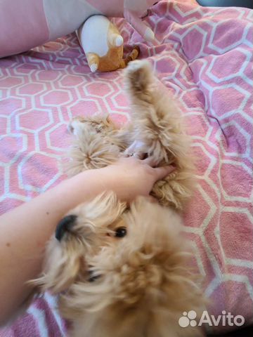 Передержка собак и кошек