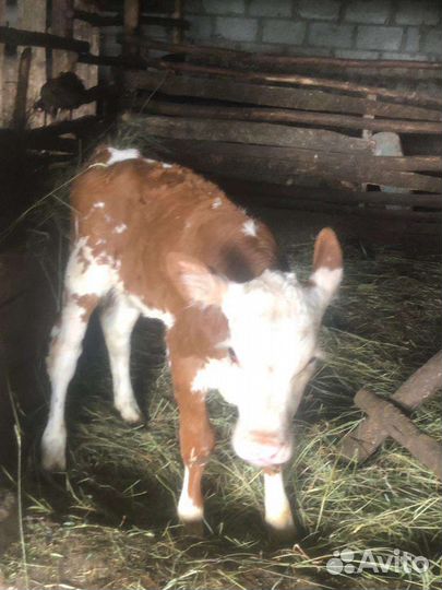 Теленок(телка)