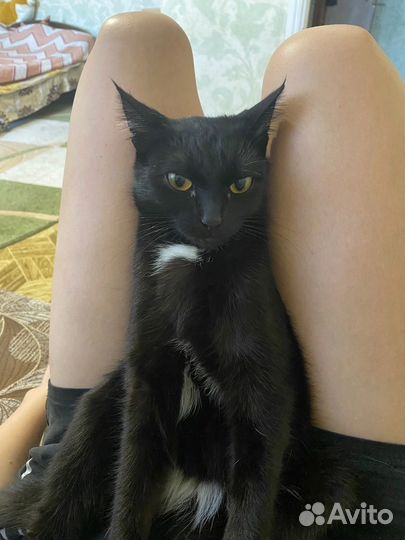 Молодая кошечка ищет дом