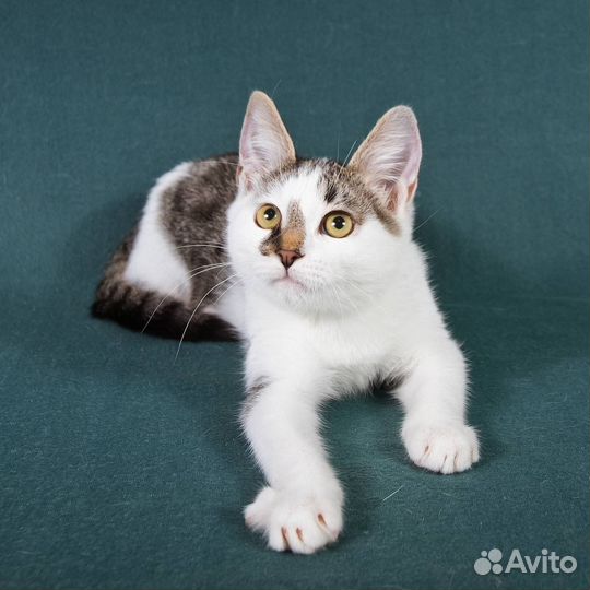 Бездомный котенок Веня в добрые руки