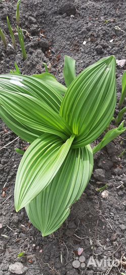 Декоративные растения для сада.Чемерица Лобеля