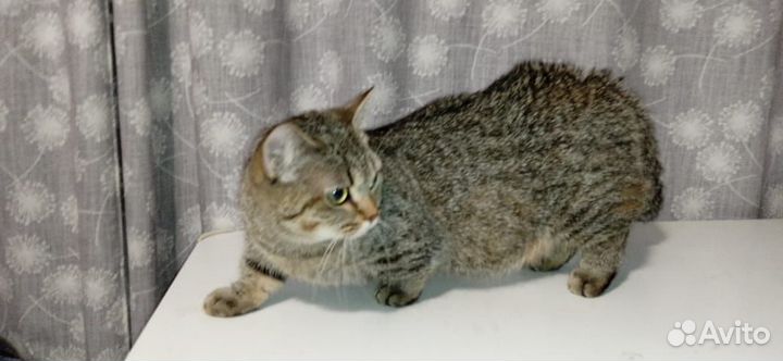 Девочка манчкин (лонг)