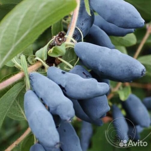 Продаем саженцы жимолости