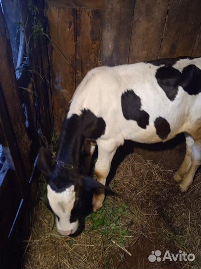 Бычки домашние