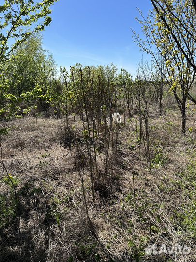 Саженцы каштана