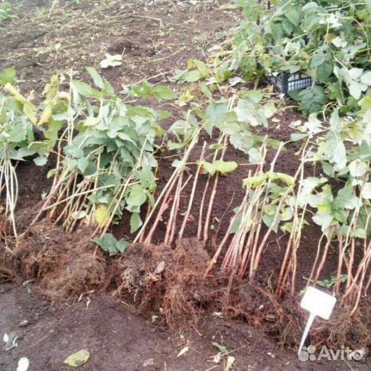 Саженцы малины,клубники