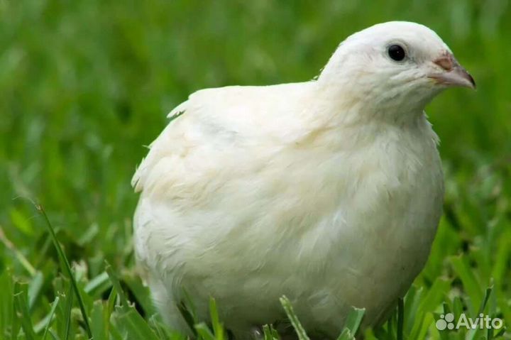 Яйцо и мясо домашнее перепелиное, инкубационное