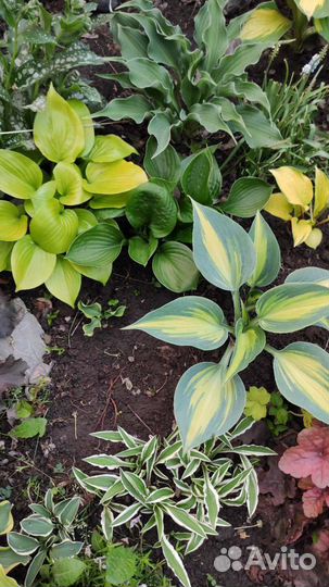 Хосты сортовые, редкие сорта хост. Гейхеры