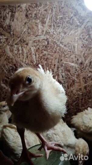 Индюшата Биг 6