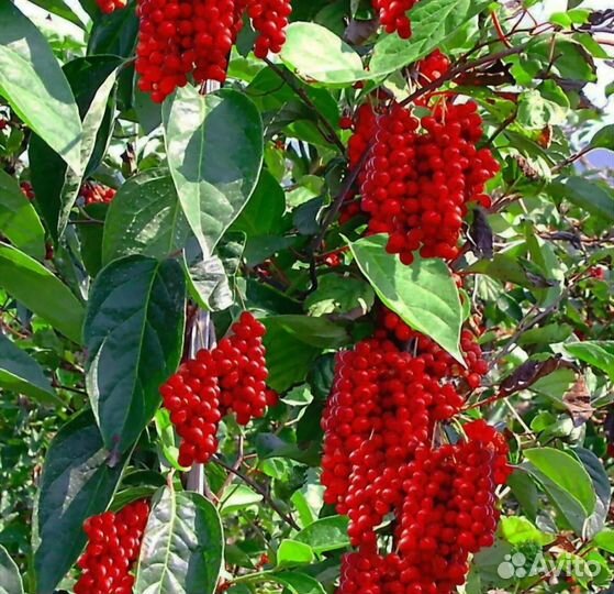 Лимонник китайский вьющийся