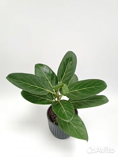 Фикус Бенгальский Андрей