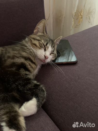 Кошка метис