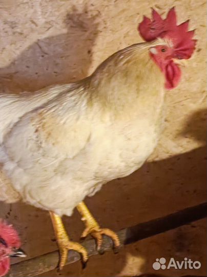 Молодые петухи