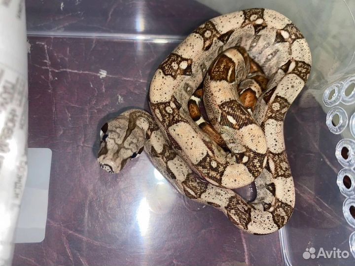 Императорский удав