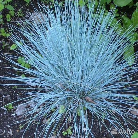 Овсяница сизая