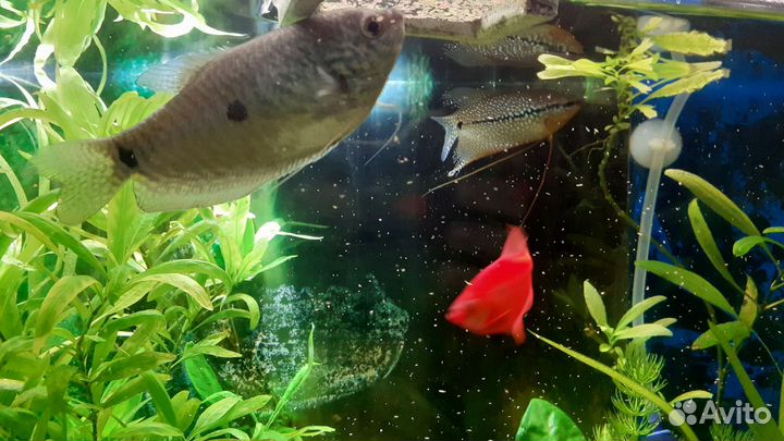 Аквариум с рыбками