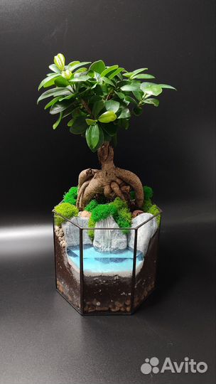 Флорариум подарок для девушки