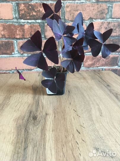 Кислица (Оксалис)