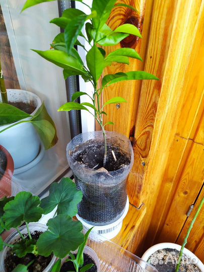 Излишки цветов