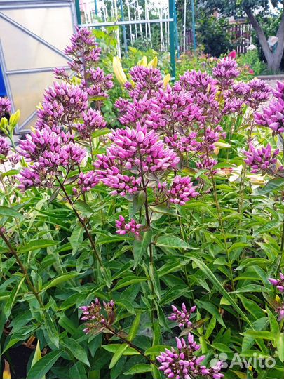 Ромашка, монарда красная, флоксы