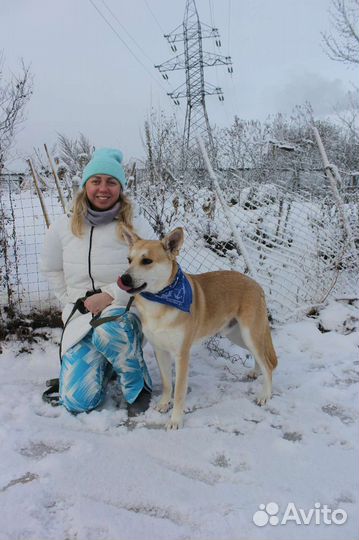 Собака в добрые руки отдам бесплатно