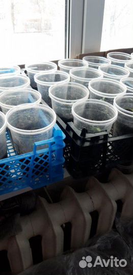 Ящики пластиковые. Дл. 40 см, шир. 30 см, выс. 12