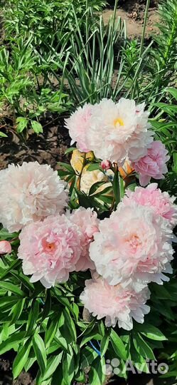 Пионы ромашки