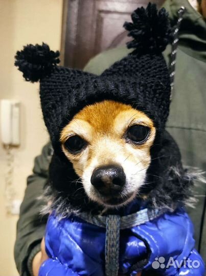 Шапочки для собак