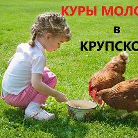 Куры белые, рыжие, пестрые в Крупском