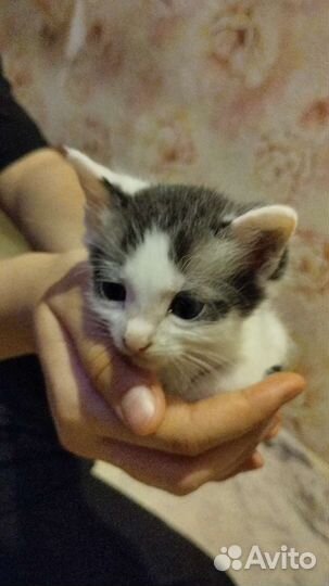 Котята в дар бесплатно
