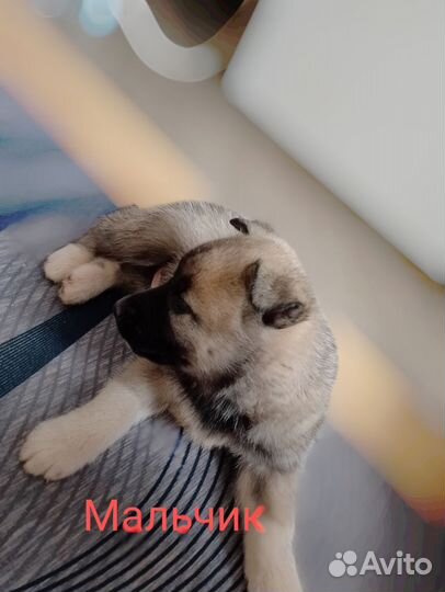 Отдам щенков добрые руки