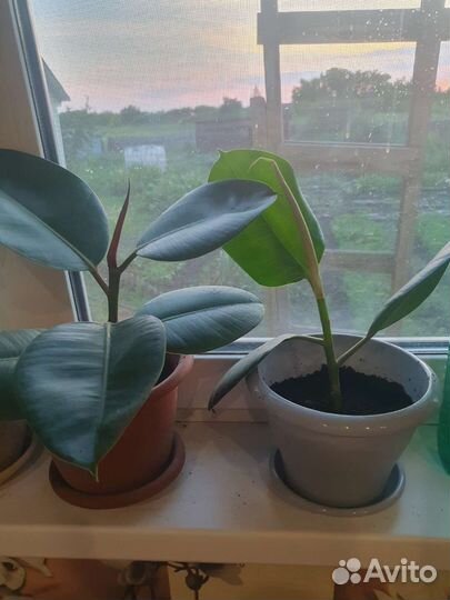 Цветы Декабрист, фикус, денежное дерево, эписция