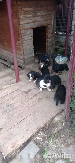 Щенки в добрые руки