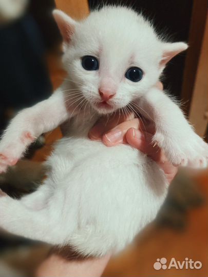 Котята от красивой мамы кошки